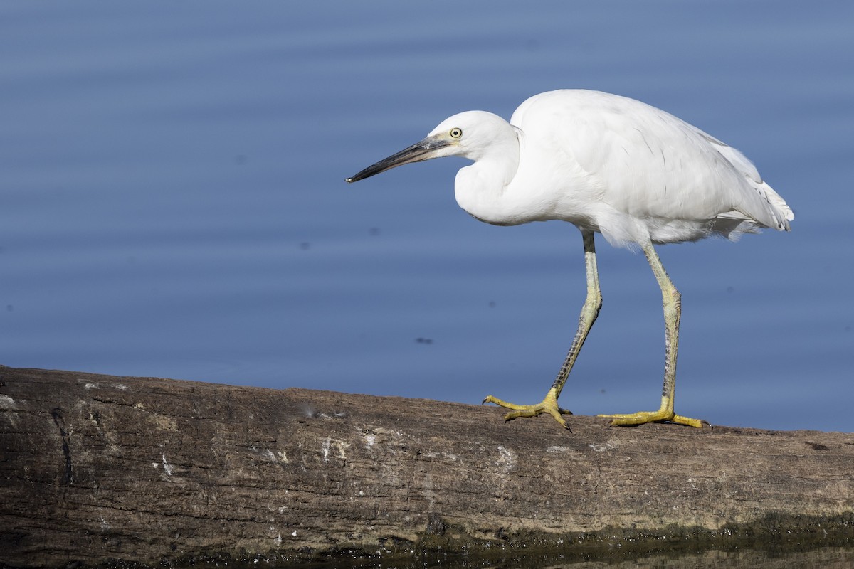 Garceta Común - ML646496101