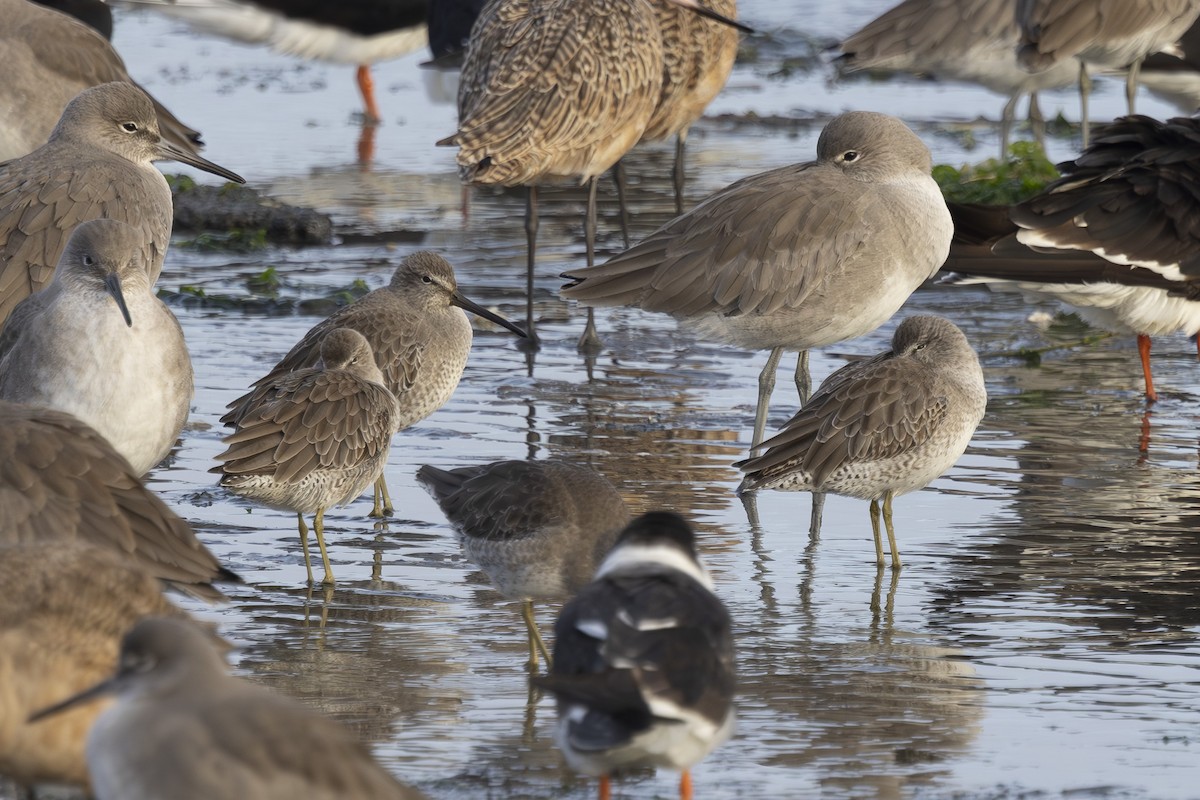 חרטומנית קצרת-מקור - ML646496103