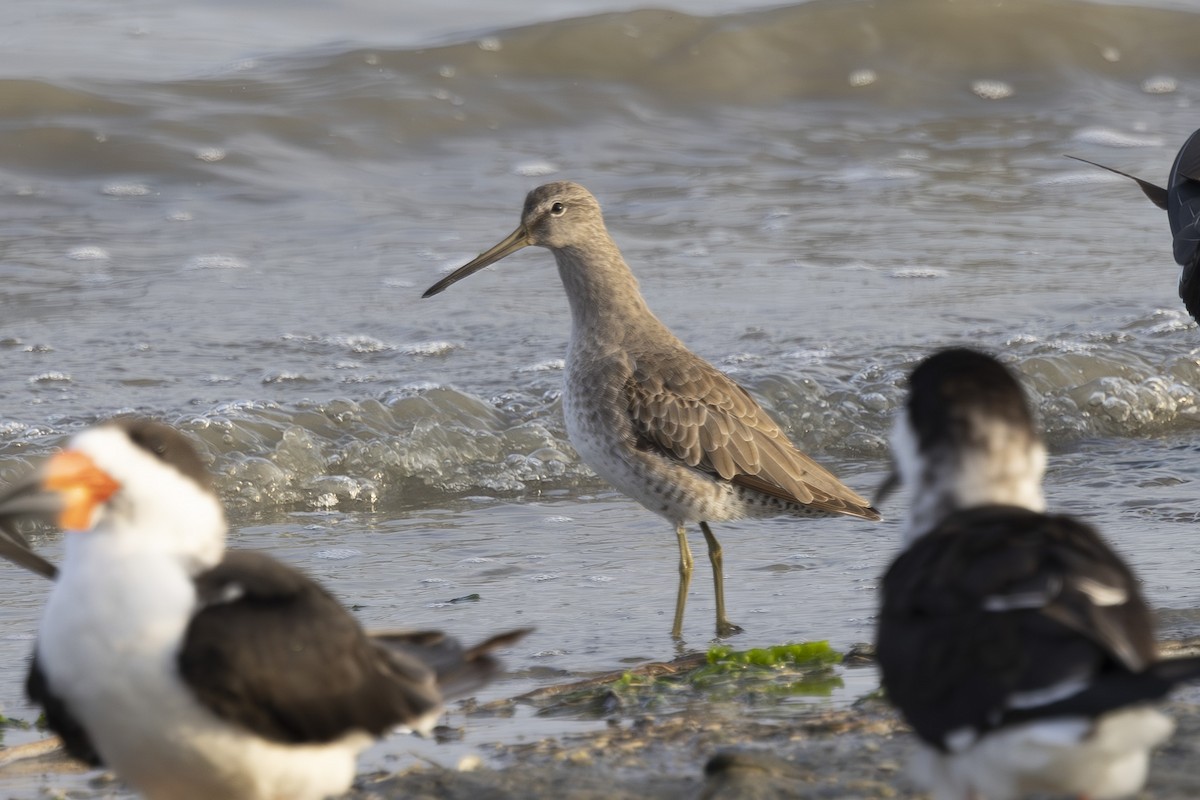 חרטומנית קצרת-מקור - ML646496104