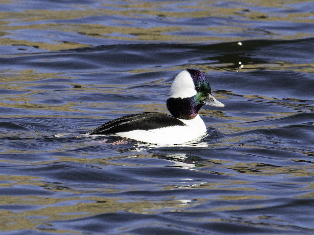 ヒメハジロ - ML646496105