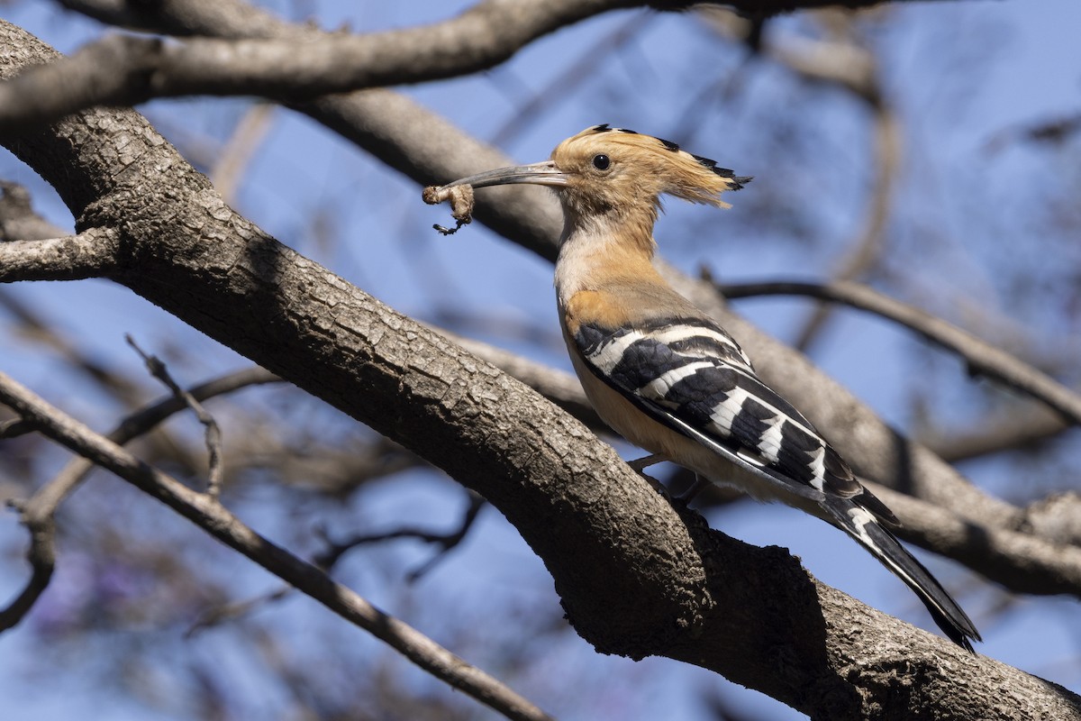 Abubilla Malgache - ML646496107