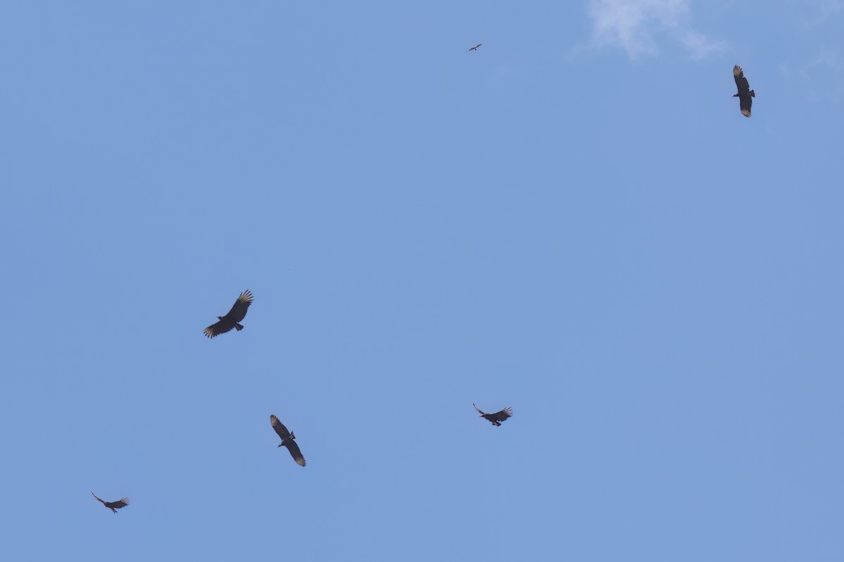 Urubu noir - ML646496111