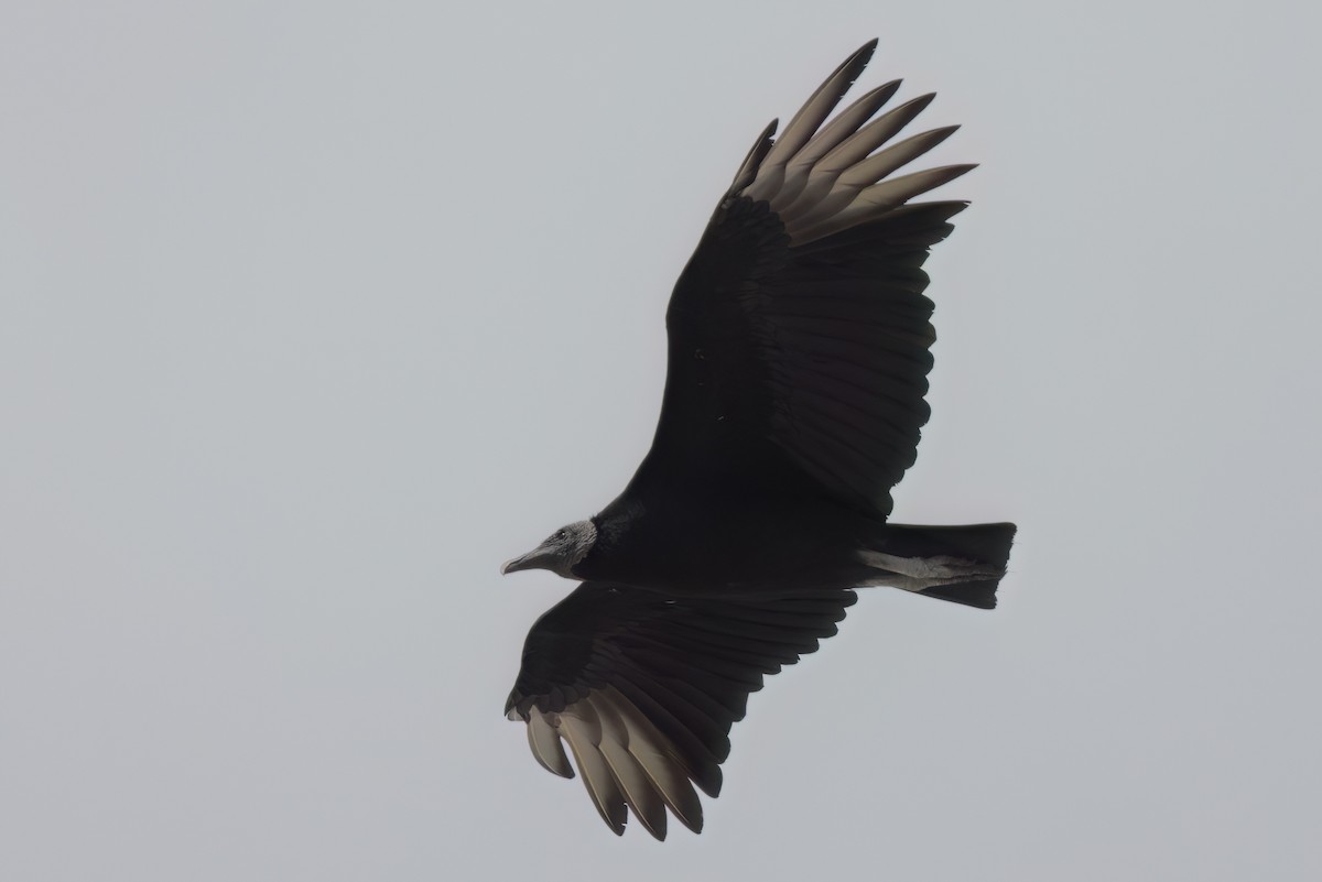 Urubu noir - ML646496112