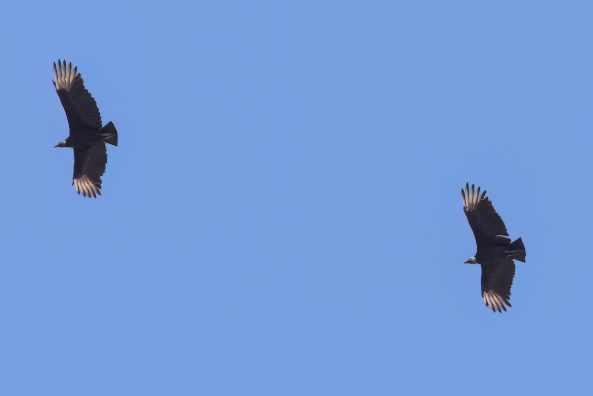 Urubu noir - ML646496113