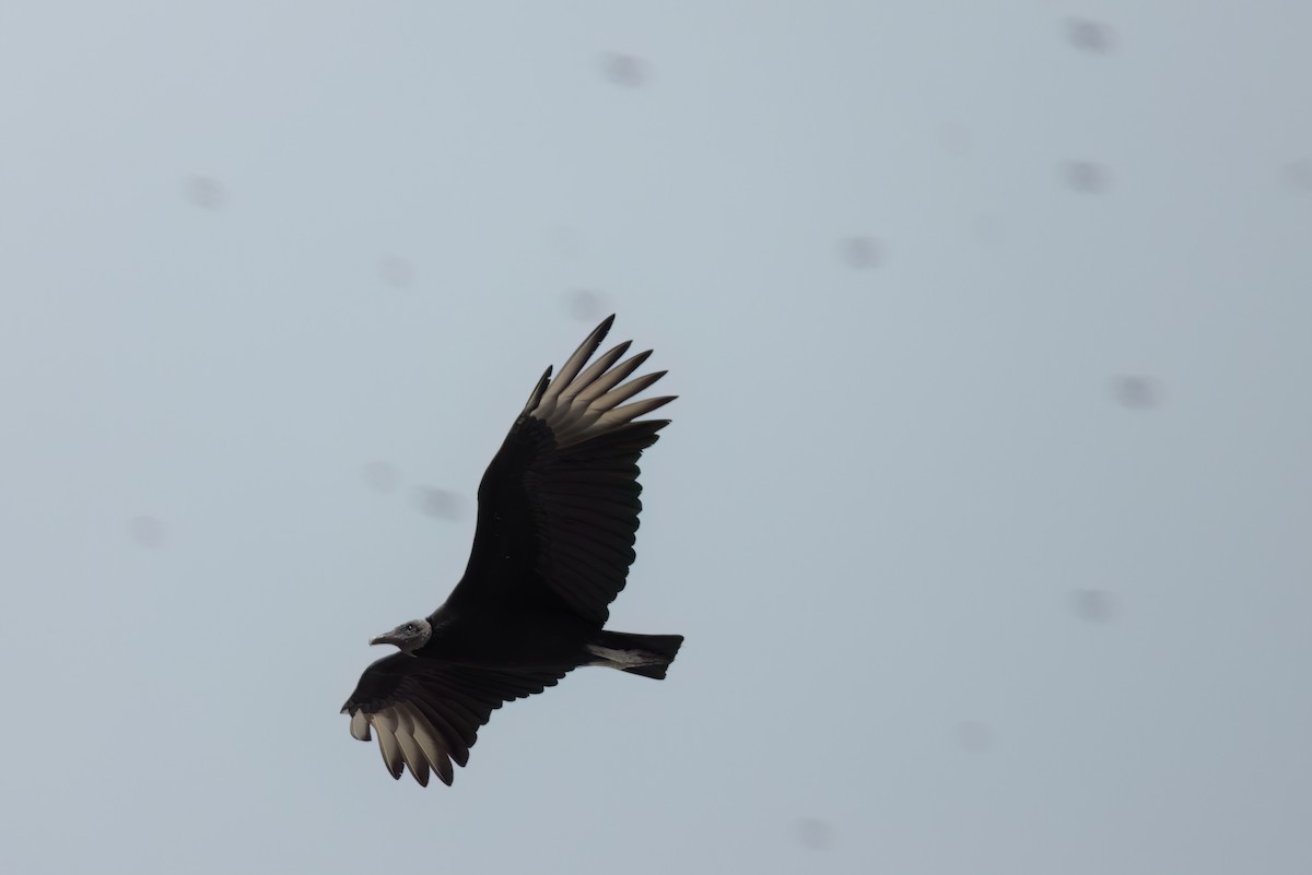 Urubu noir - ML646496115