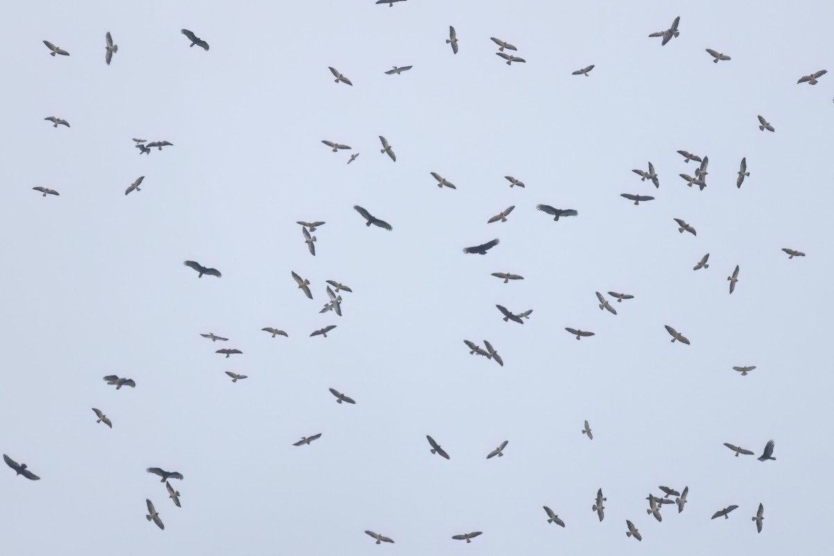 Urubu noir - ML646496116