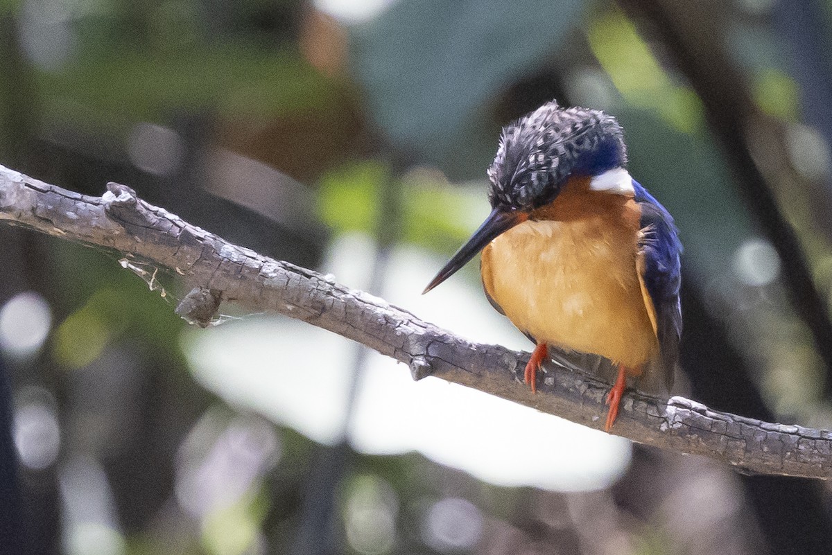 Martín Pescador Malgache - ML646496117