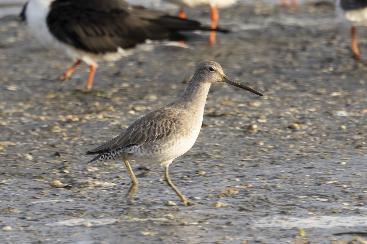 חרטומנית קצרת-מקור - ML646496119