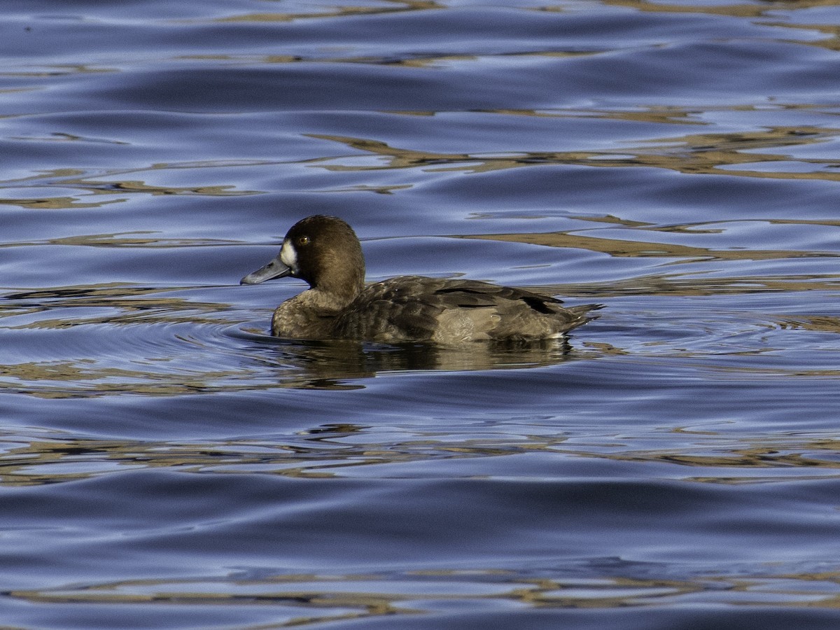 コスズガモ - ML646496120