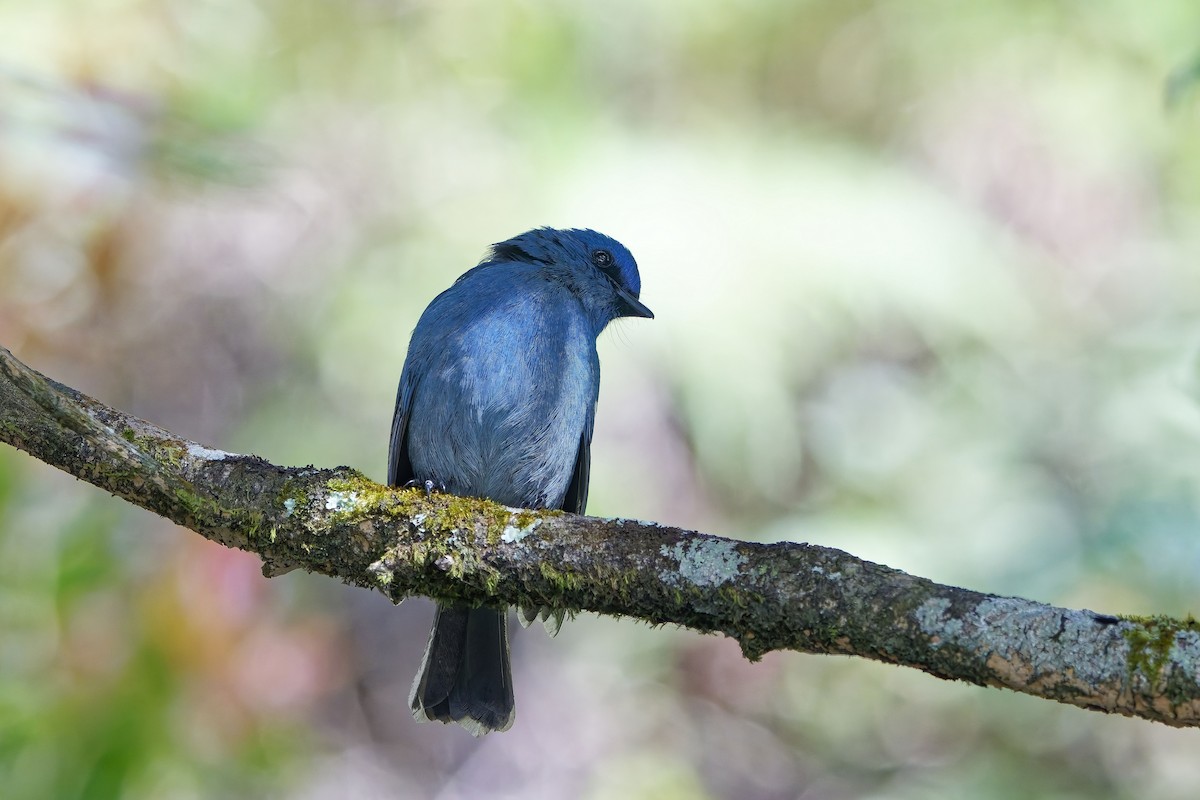 Nilgiri Flycatcher - ML646496123