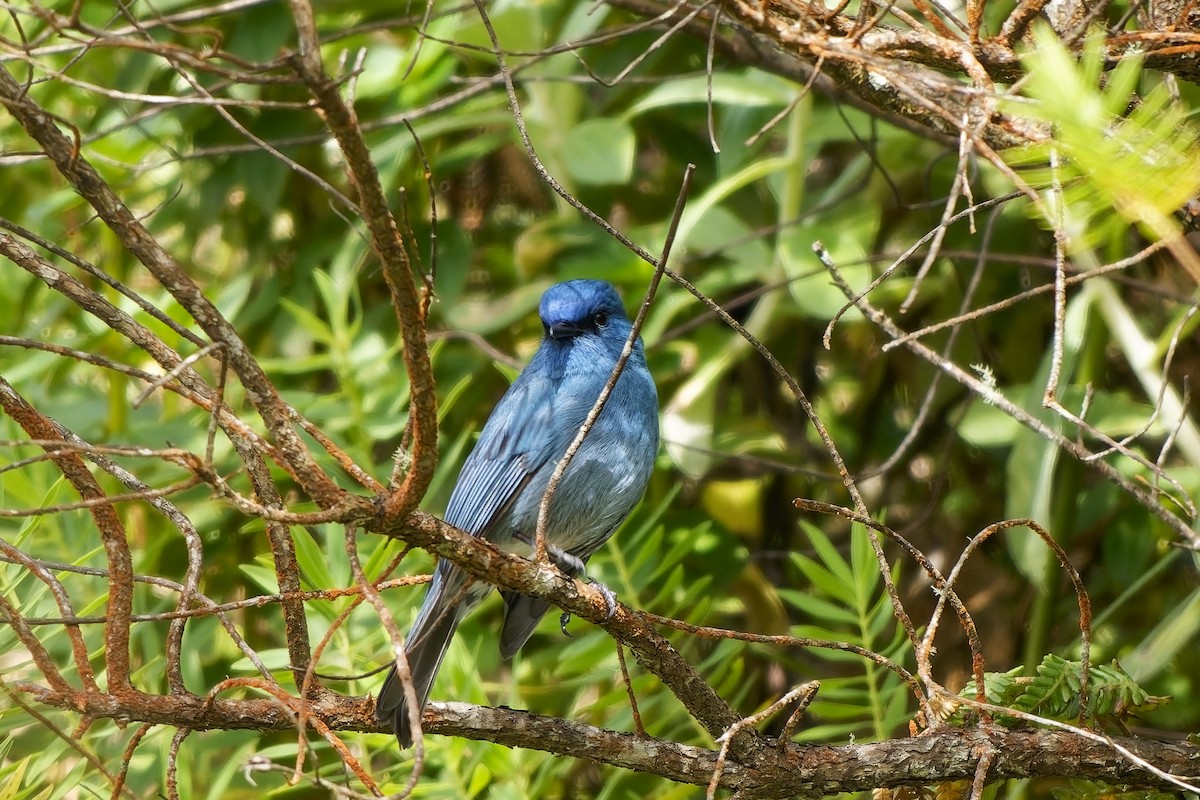 Nilgiri Flycatcher - ML646496124
