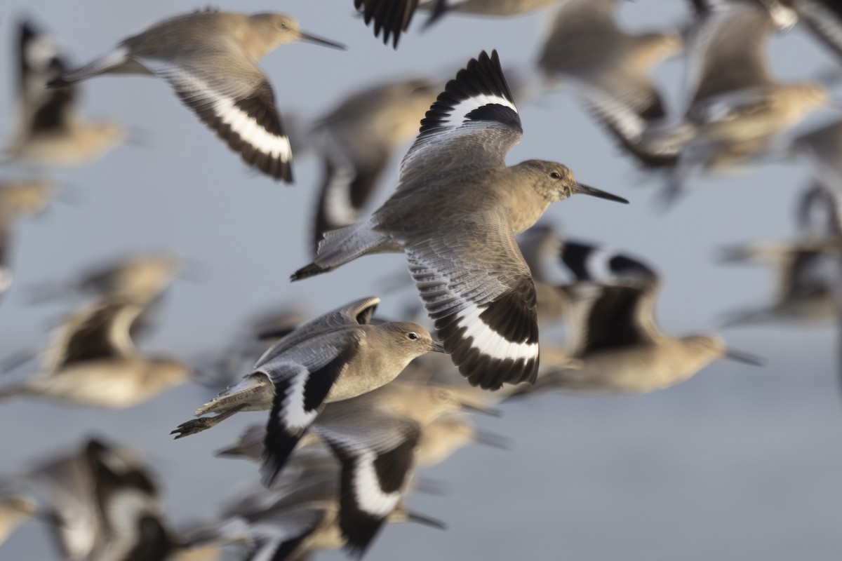 בבואן קרום-אצבעות - ML646496127