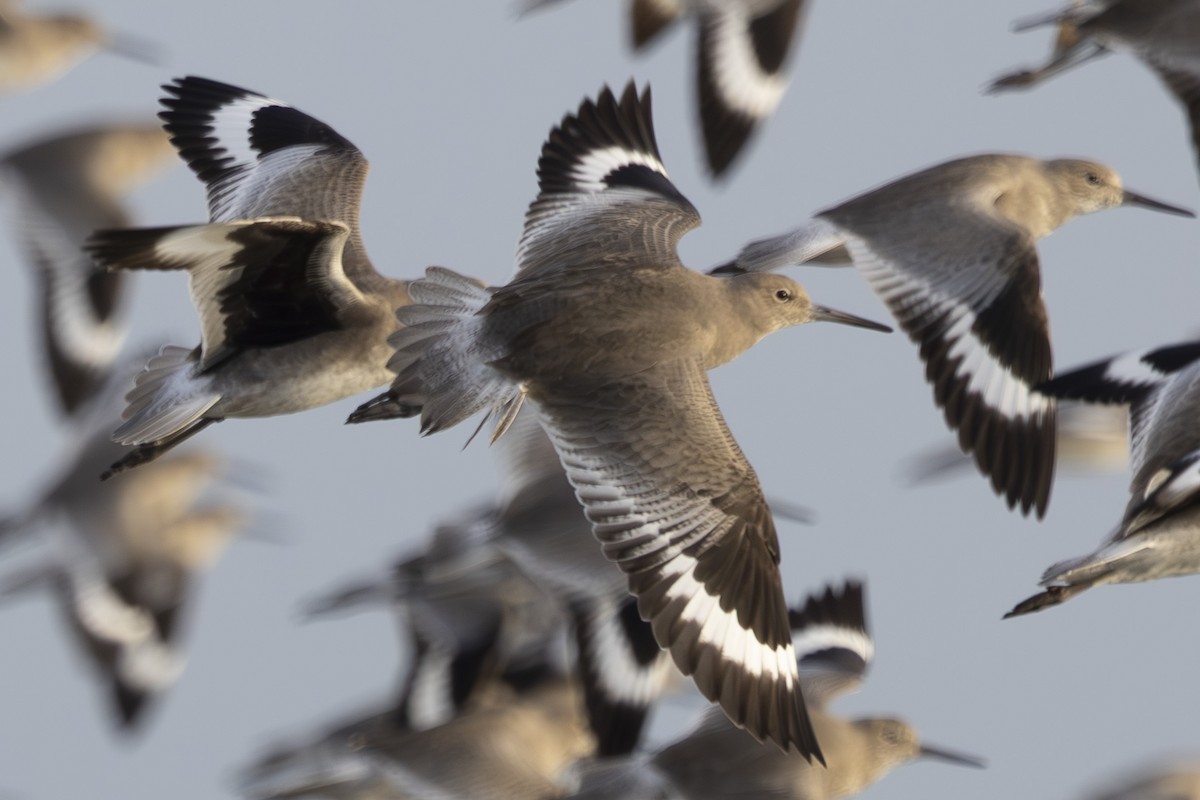 בבואן קרום-אצבעות - ML646496128
