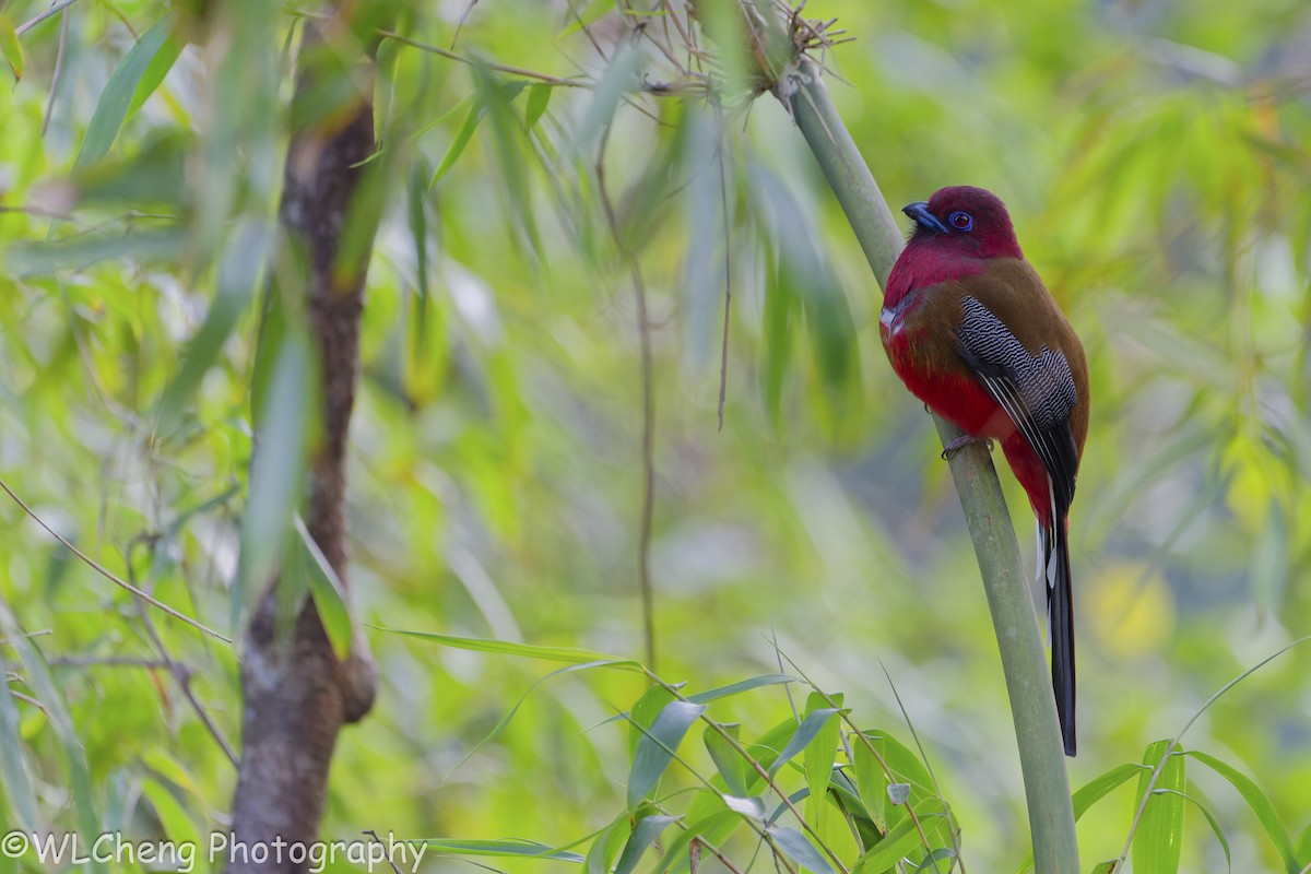 Red-headed Trogon - ML646496130