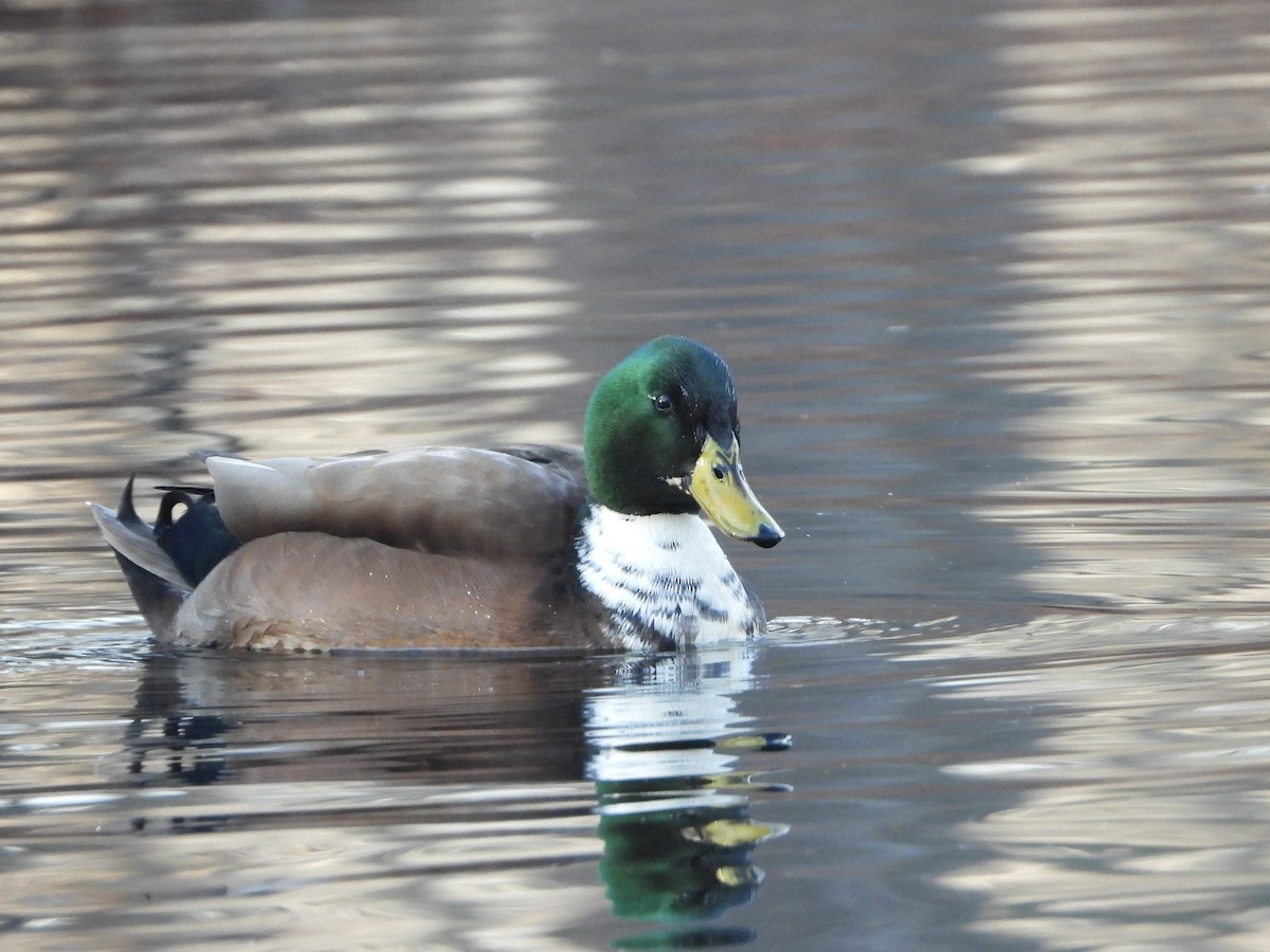 Mallard (Domestic type) - ML646496132
