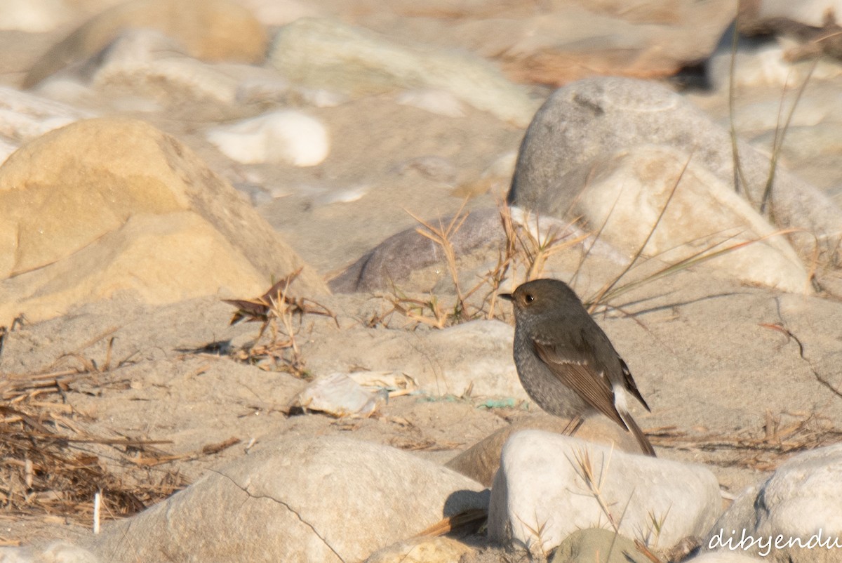 鉛色水鶇 - ML646496133