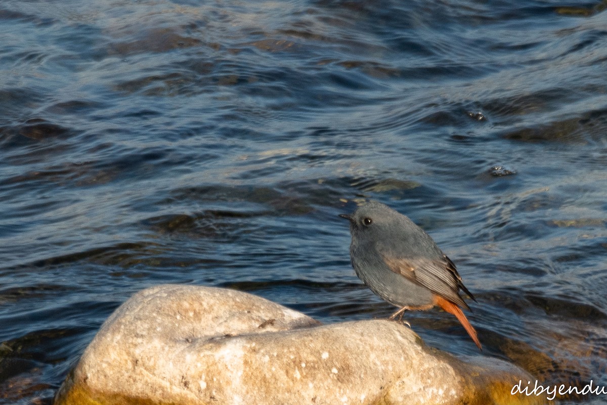 鉛色水鶇 - ML646496134