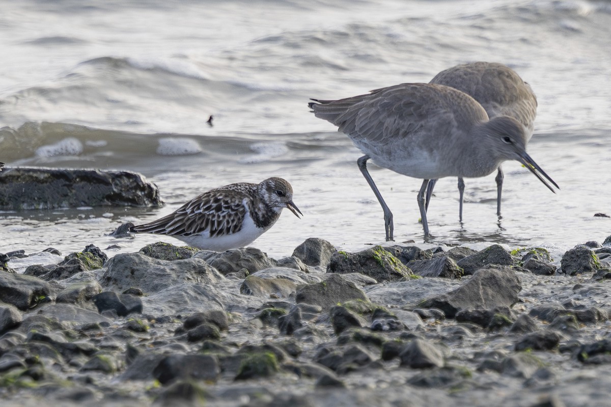 ארנריה אדמונית - ML646496136