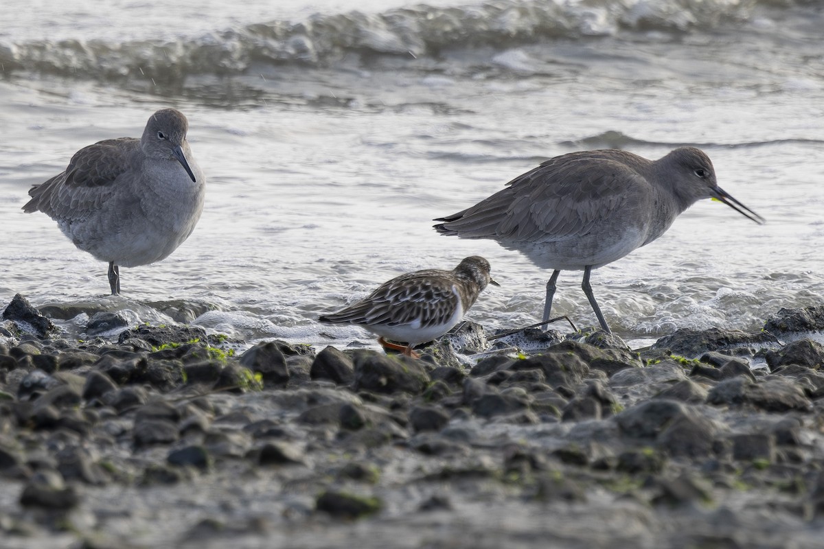 ארנריה אדמונית - ML646496139