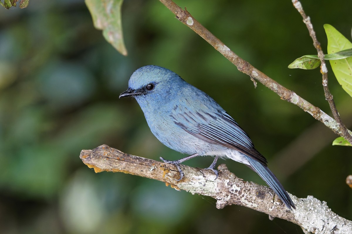 Nilgiri Flycatcher - ML646496140
