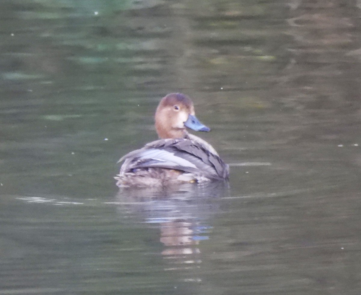 Rotkopfente - ML646496144