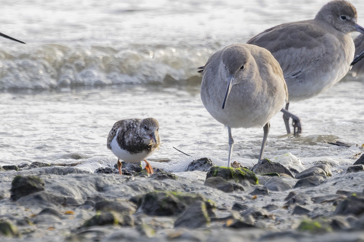 ארנריה אדמונית - ML646496145