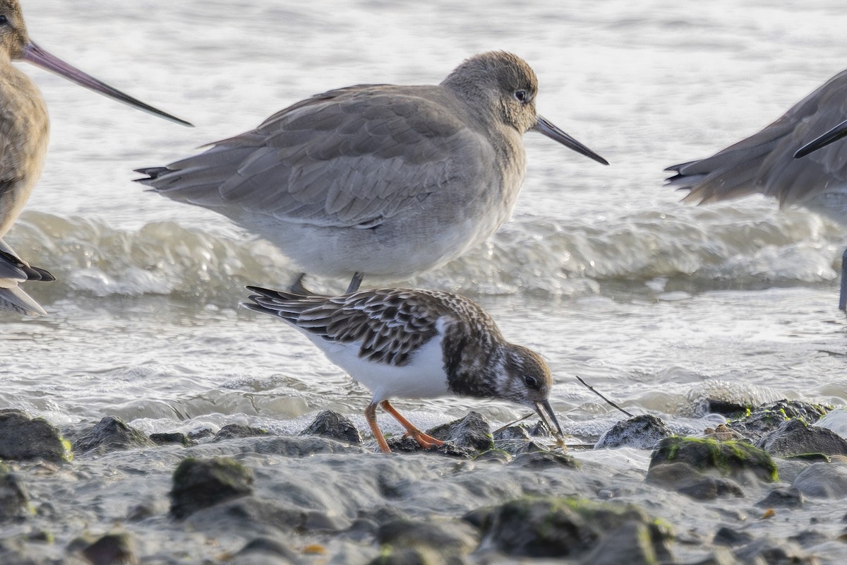 ארנריה אדמונית - ML646496146