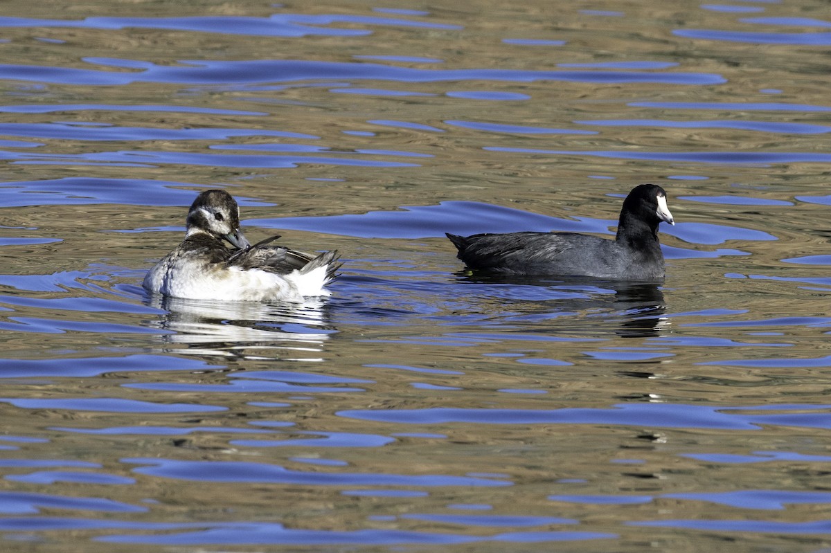 コオリガモ - ML646496151