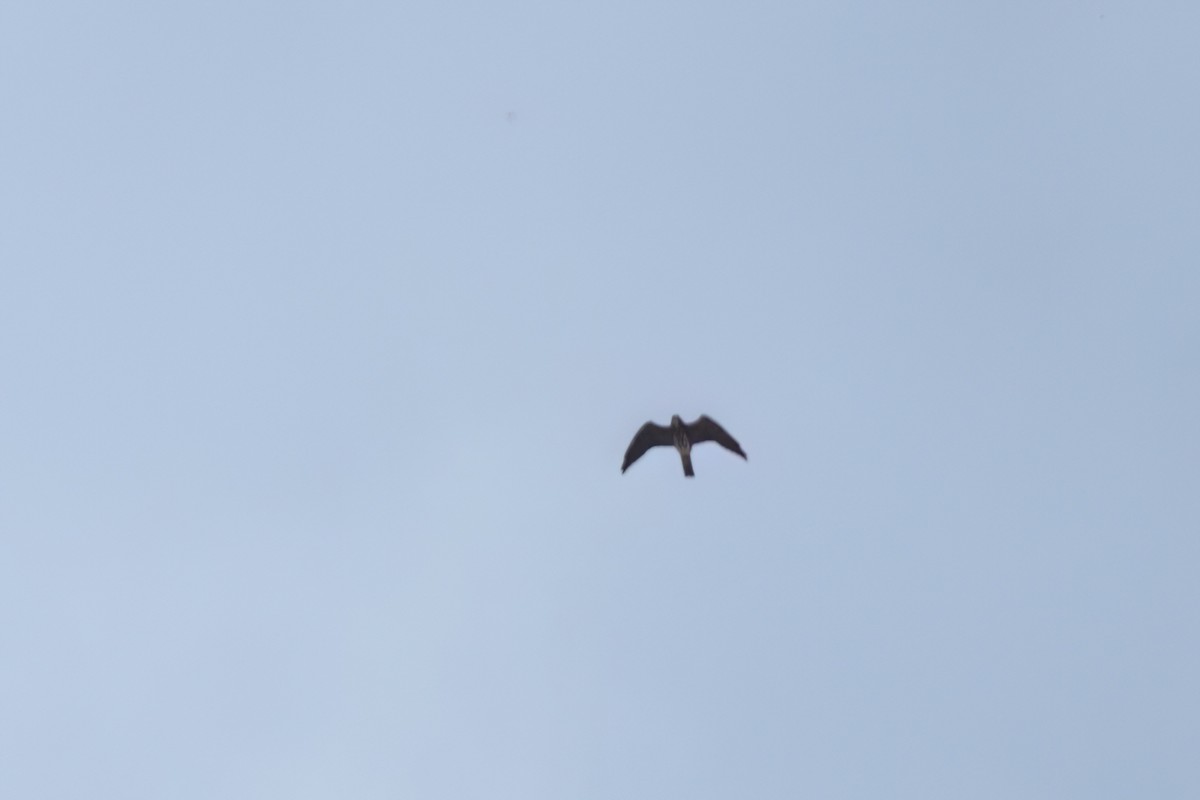 Mississippi Kite - ML646496153