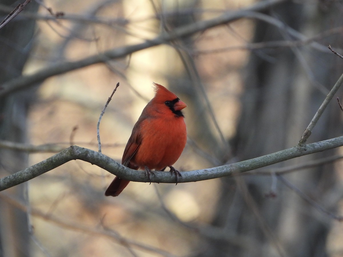 Northern Cardinal - ML646496154