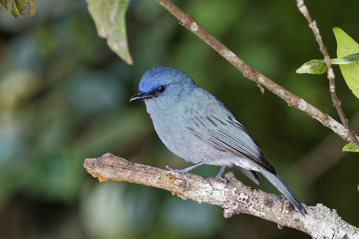 Nilgiri Flycatcher - ML646496157