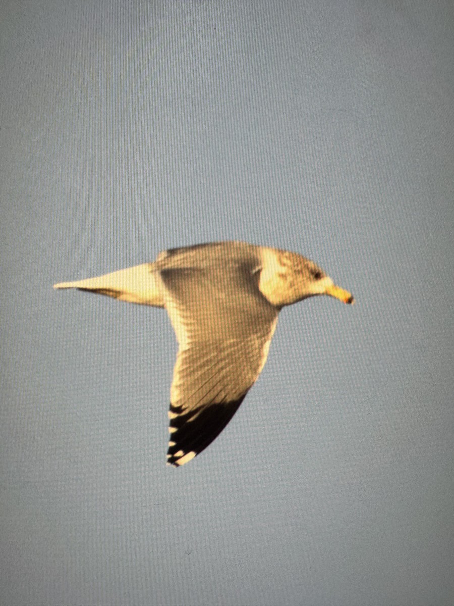 California Gull - ML646496158