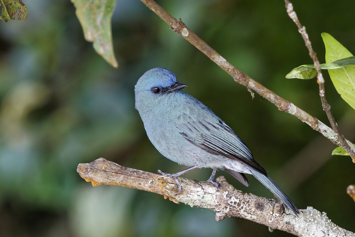 Nilgiri Flycatcher - ML646496159