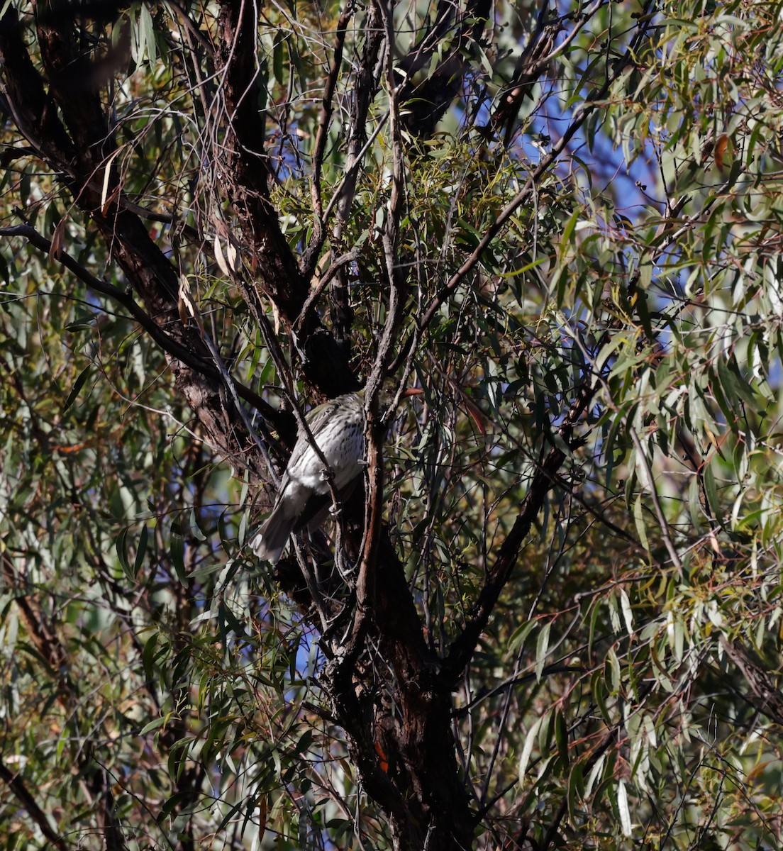 Olive-backed Oriole - ML646496160