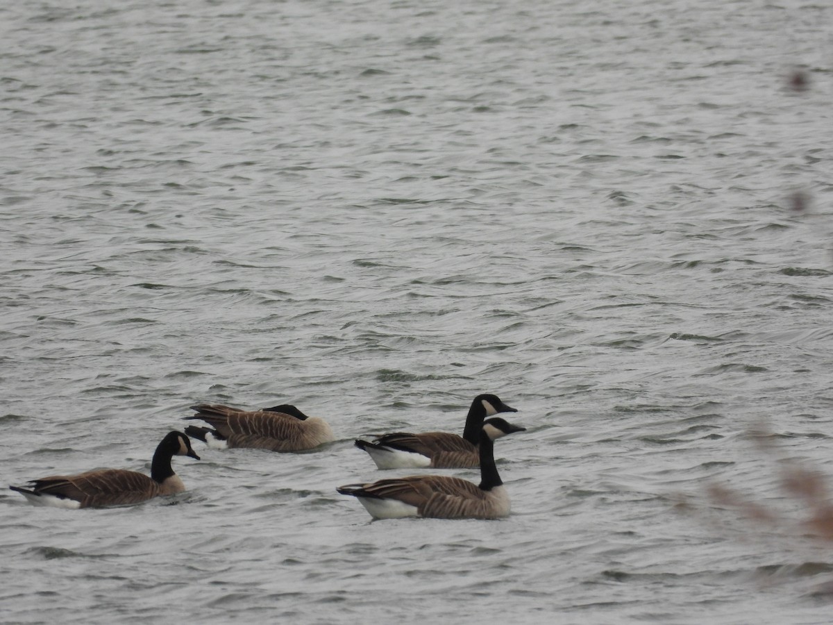 kanadagås - ML646496161