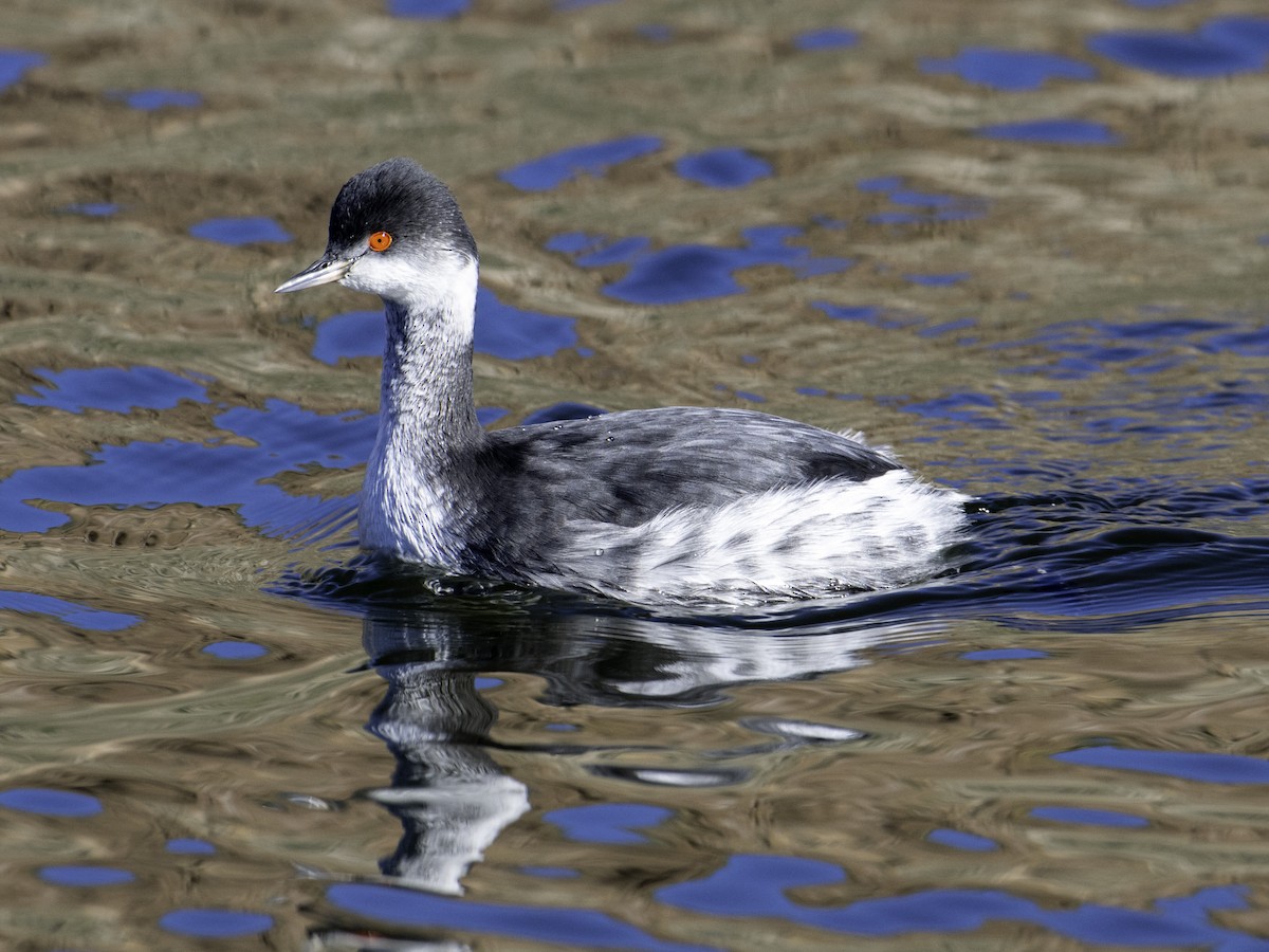 Grèbe à cou noir - ML646496162