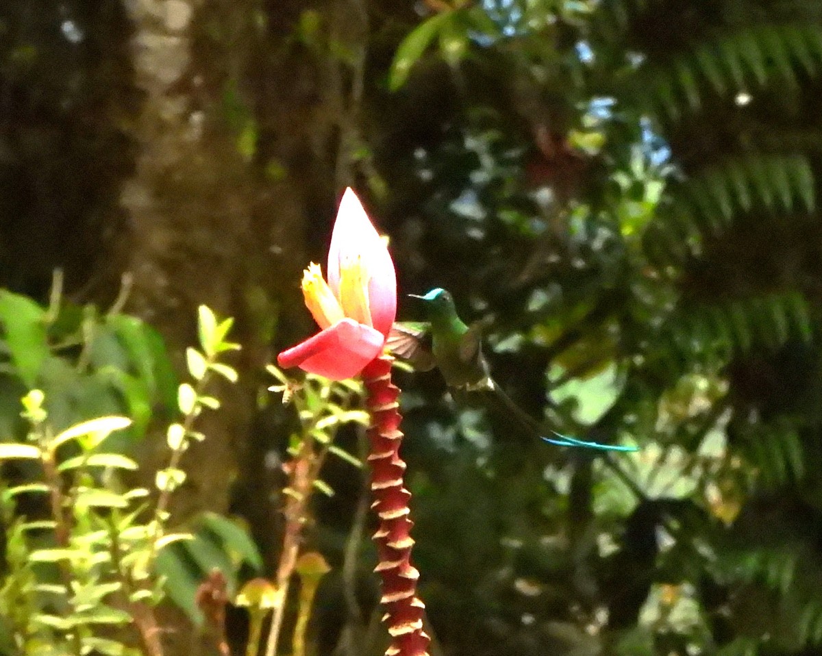 Long-tailed Sylph - ML646496163