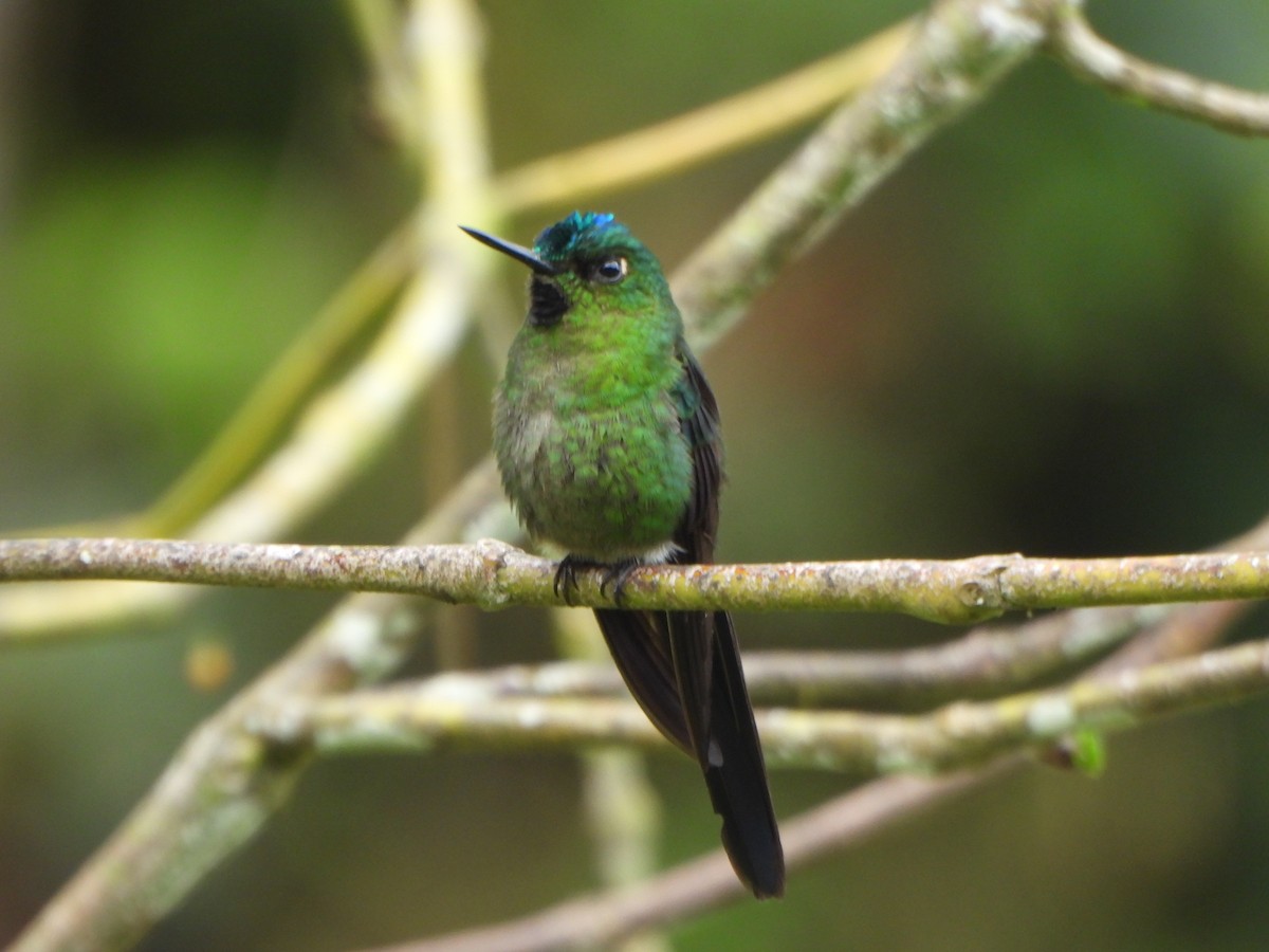 Long-tailed Sylph - ML646496164