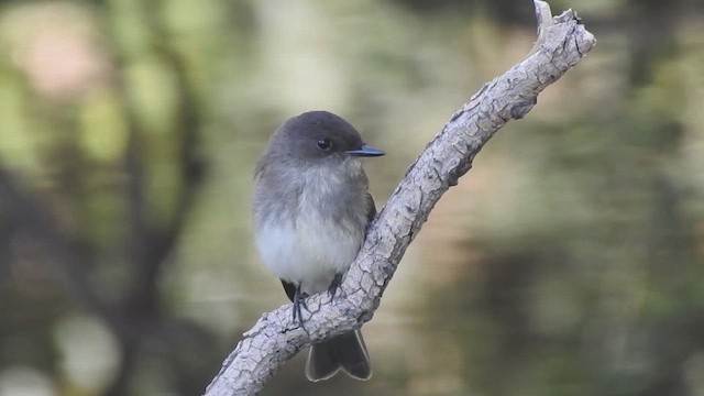 Eastern Phoebe - ML646496166