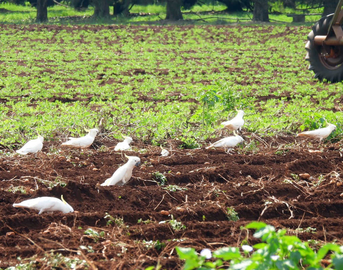 Sulphur-crested Cockatoo - ML646496167