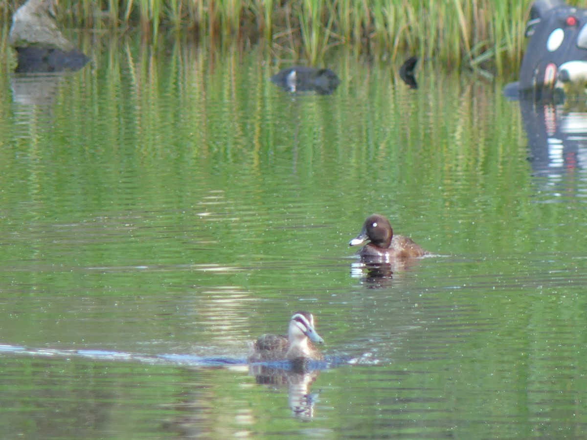 Hardhead - ML646496168