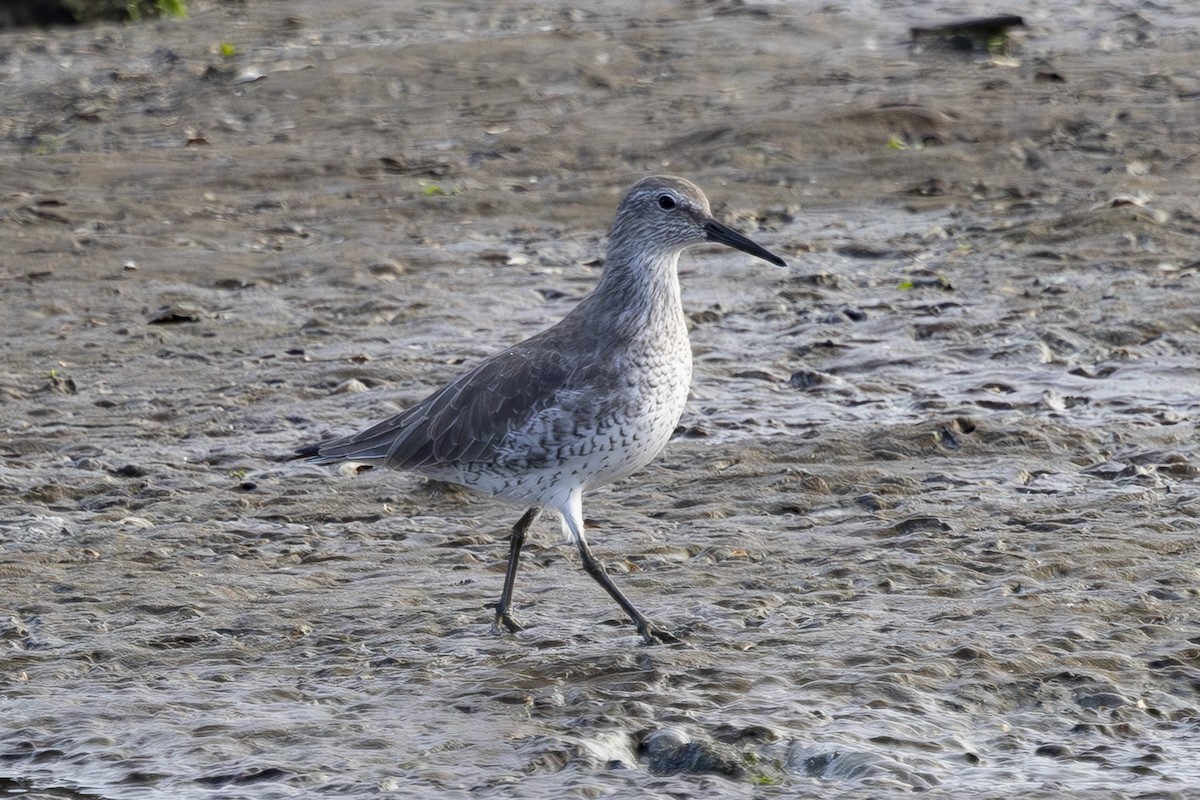 חופית להקנית - ML646496169