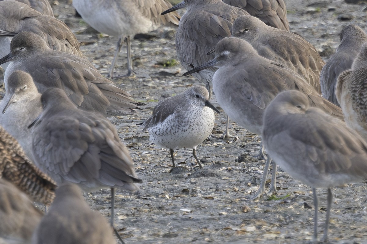 חופית להקנית - ML646496170