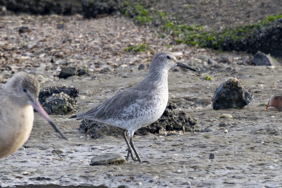 חופית להקנית - ML646496171