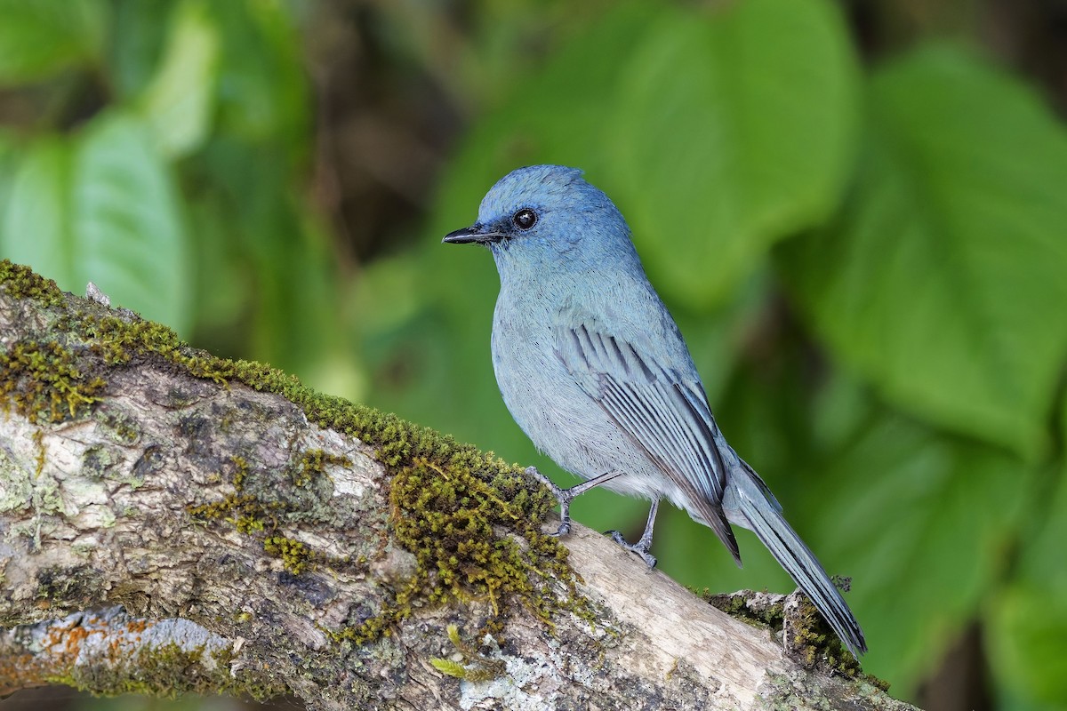 Nilgiri Flycatcher - ML646496172