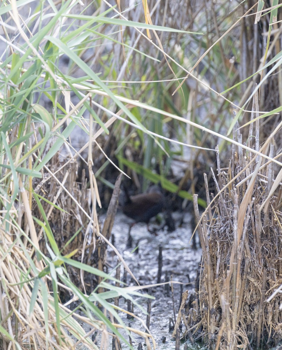 Spotless Crake - ML646496180