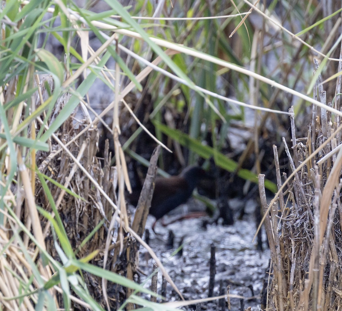 Spotless Crake - ML646496181