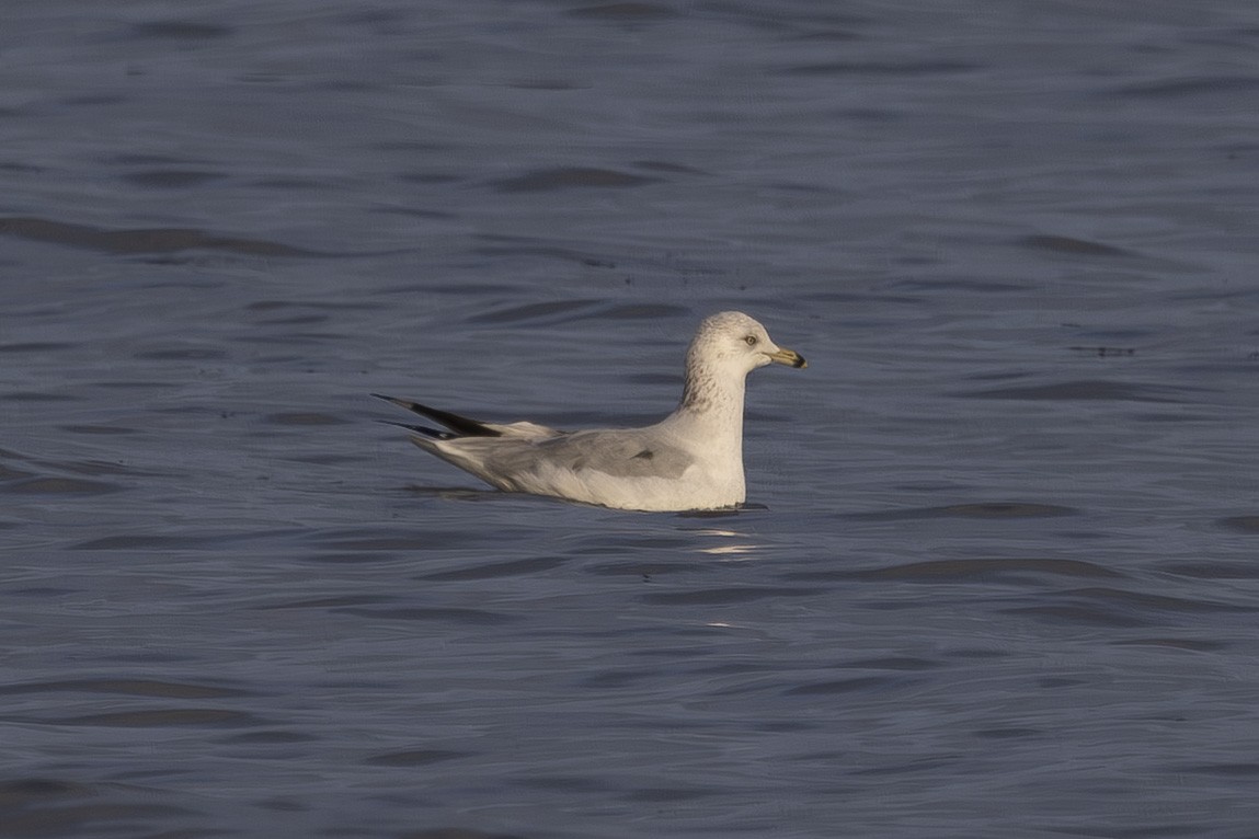 שחף עקוד-מקור - ML646496183