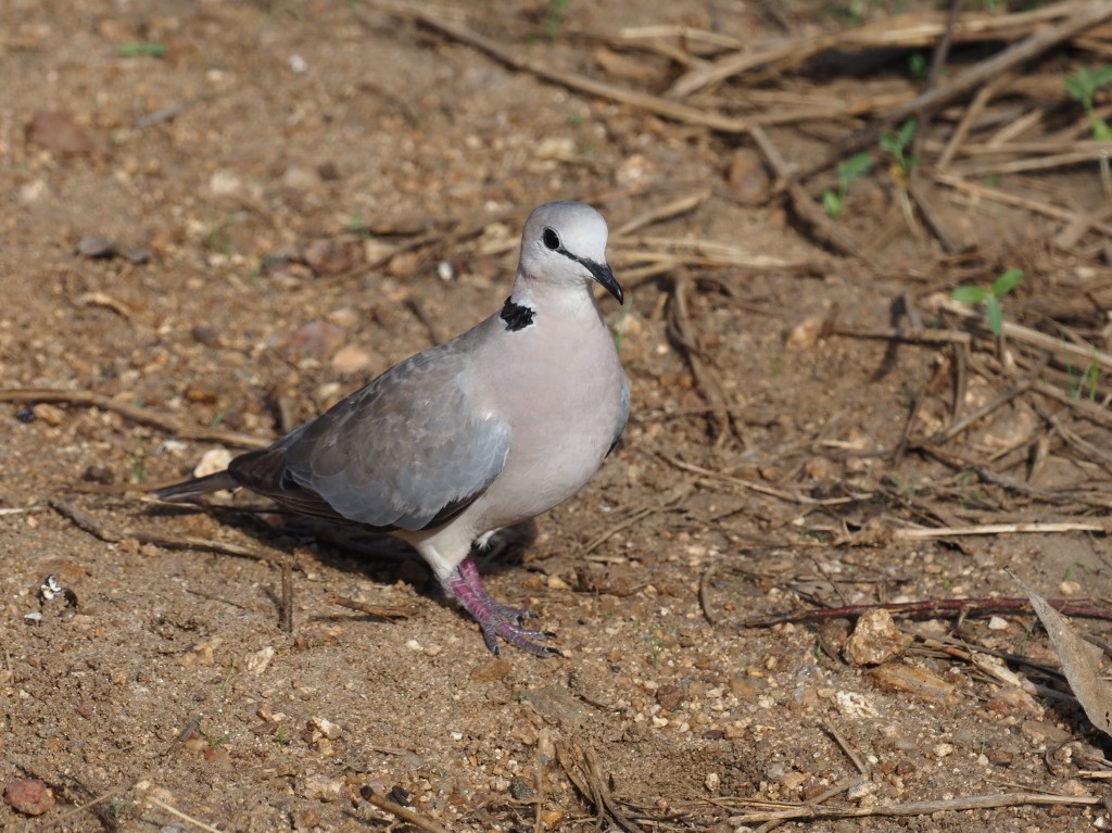 Ring-necked Dove - ML646496189