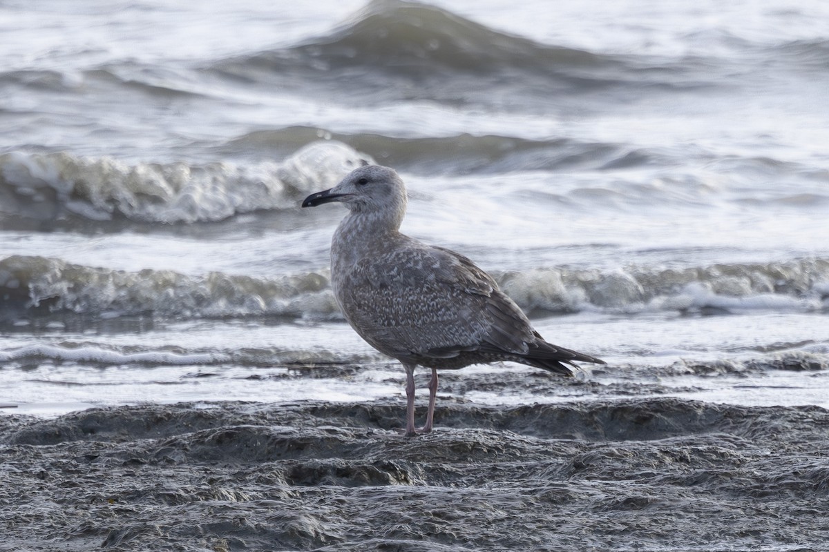Western Gull - ML646496191